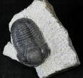 Large Gerastos Trilobite Fossil #19197-3